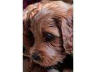 Irish Setter Puppy for sale in Williamsville, NY, USA