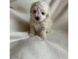 Maltese Puppy for sale in Brighton, CO, USA