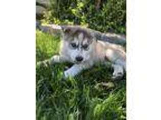 Alaskan Husky Puppy for sale in Fairfield, CA, USA