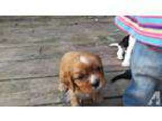 Cavalier King Charles Spaniel Puppy for sale in RICHMOND, VA, USA