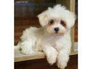 Maltese Puppy for sale in Center Ridge, AR, USA