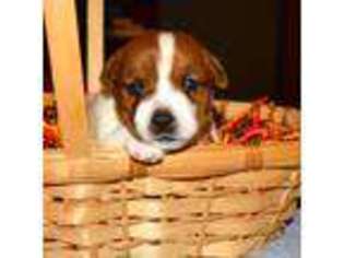 Jack Russell Terrier Puppy for sale in MANORVILLE, NY, USA