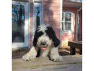Saint Berdoodle Puppy for sale in Sunset Beach, NC, USA