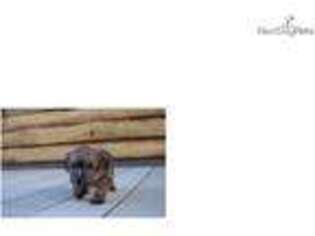 Norfolk Terrier Puppy for sale in Denver, CO, USA