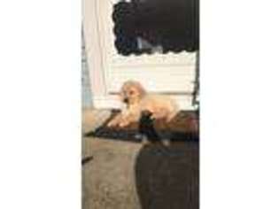 Golden Retriever Puppy for sale in Butler, NJ, USA