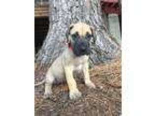 Great Dane Puppy for sale in Baton Rouge, LA, USA