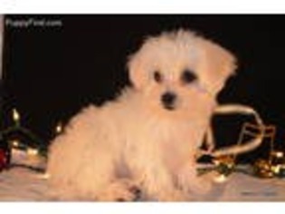 Coton de Tulear Puppy for sale in Ruckersville, VA, USA
