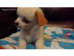 Chihuahua Puppy for sale in Winston Salem, NC, USA