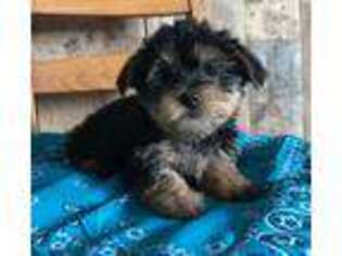 Yorkshire Terrier Puppy for sale in Weston, ID, USA