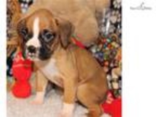 Boxer Puppy for sale in Des Moines, IA, USA