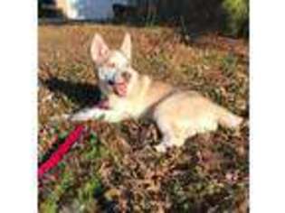 Siberian Husky Puppy for sale in Covington, GA, USA