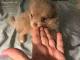 Pomeranian Puppy for sale in Wedgefield, SC, USA