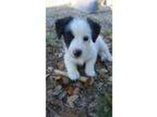 Jack Russell Terrier Puppy for sale in Blanco, TX, USA