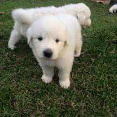 Great Pyrenees Puppy for sale in Fort Myers, FL, USA