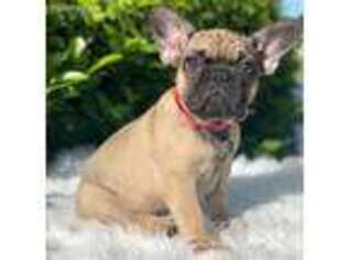 French Bulldog Puppy for sale in Pembroke Pines, FL, USA