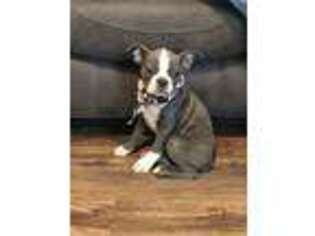 Boston Terrier Puppy for sale in Holdenville, OK, USA