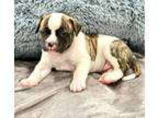 American Bulldog Puppy for sale in West Warwick, RI, USA
