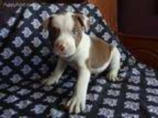 Alapaha Blue Blood Bulldog Puppy for sale in Ironton, OH, USA