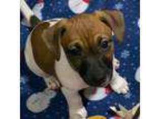 Jack Russell Terrier Puppy for sale in Kingman, AZ, USA
