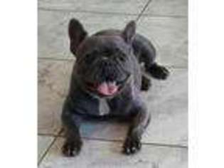 French Bulldog Puppy for sale in Dayton, TX, USA