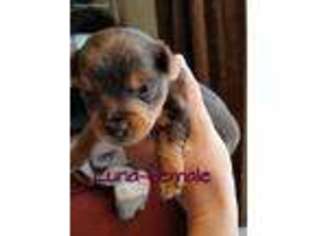 Yorkshire Terrier Puppy for sale in Orient, OH, USA