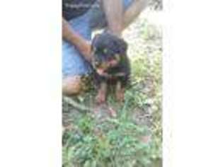 Rottweiler Puppy for sale in Trinidad, TX, USA