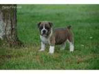 Olde English Bulldogge Puppy for sale in Baileyton, AL, USA