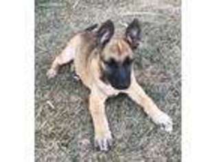 Belgian Malinois Puppy for sale in Aurora, CO, USA