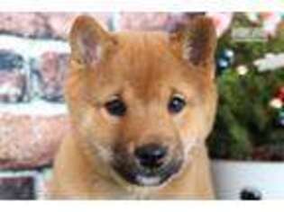 Shiba Inu Puppy for sale in Baltimore, MD, USA