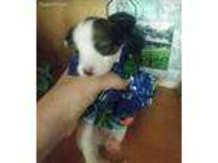 Papillon Puppy for sale in Quincy, MA, USA