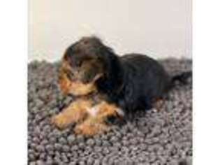 Yorkshire Terrier Puppy for sale in Atco, NJ, USA