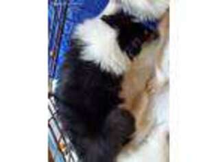 Collie Puppy for sale in Mathews, VA, USA