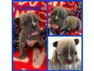 French Bulldog Puppy for sale in Fayetteville, NC, USA