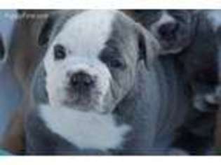 Olde English Bulldogge Puppy for sale in Walhalla, SC, USA