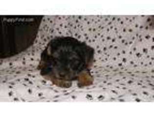 Yorkshire Terrier Puppy for sale in Melissa, TX, USA