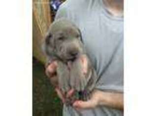 Weimaraner Puppy for sale in Dalton, GA, USA