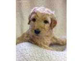 Goldendoodle Puppy for sale in Ridgely, MD, USA