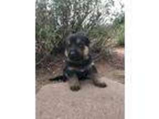 German Shepherd Dog Puppy for sale in Canon City, CO, USA