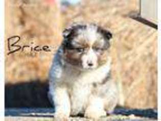 Australian Shepherd Puppy for sale in Braddock, ND, USA