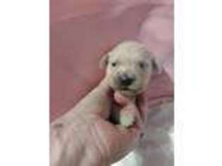 Mutt Puppy for sale in Springtown, TX, USA