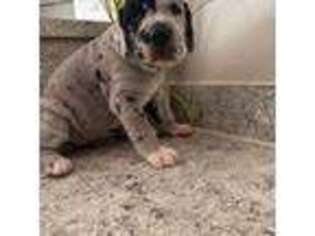 Great Dane Puppy for sale in Keller, TX, USA