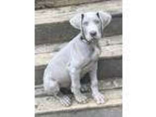 Great Dane Puppy for sale in Holden, LA, USA