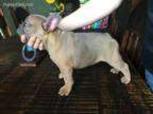 French Bulldog Puppy for sale in Greensburg, LA, USA