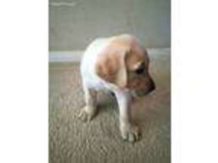 Labrador Retriever Puppy for sale in Richmond, TX, USA