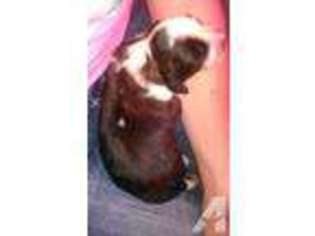 Saint Bernard Puppy for sale in ATKINSON, NE, USA