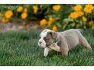 Olde English Bulldogge Puppy for sale in New Holland, PA, USA