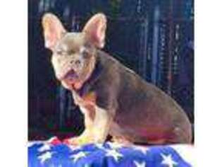 French Bulldog Puppy for sale in North Smithfield, RI, USA