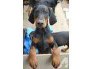 Doberman Pinscher Puppy for sale in PASCO, WA, USA