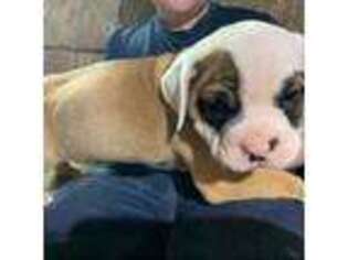 Olde English Bulldogge Puppy for sale in Carbondale, IL, USA