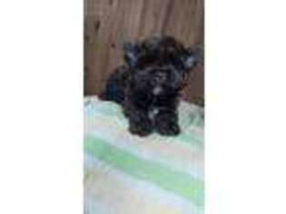 Yorkshire Terrier Puppy for sale in Gaithersburg, MD, USA